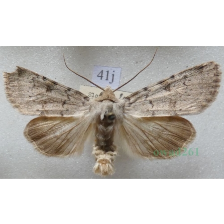 Epipsilia grisescens (Fabricius, 1794) male Slovakia41j